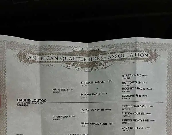 well trained horse - $6,000 thumbnail 3