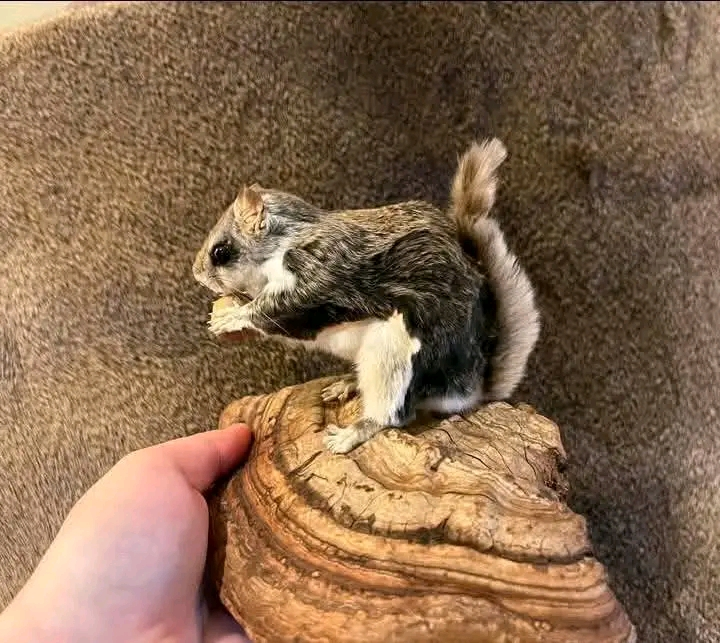 taxidermy - $200 thumbnail 2