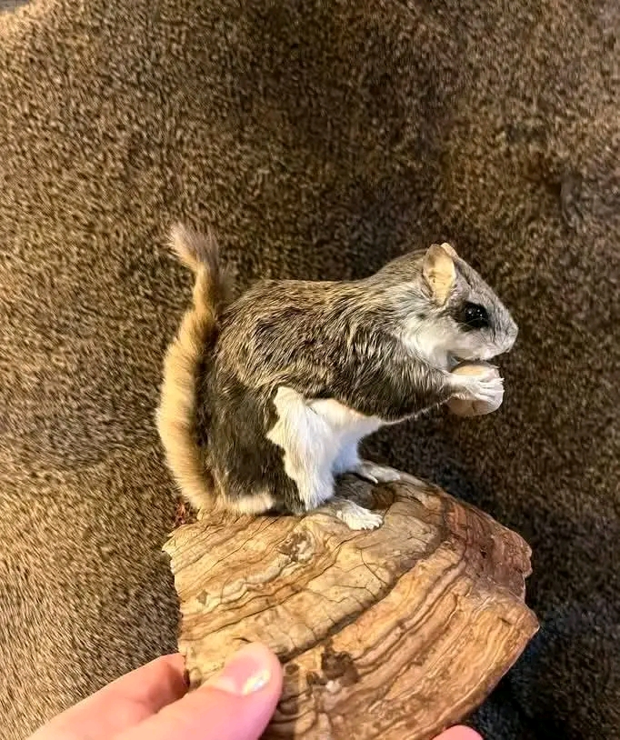 taxidermy - $200 thumbnail 3