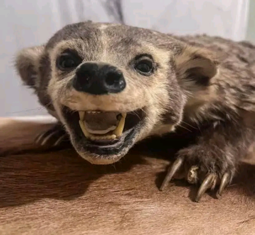 taxidermy - $430 thumbnail 2