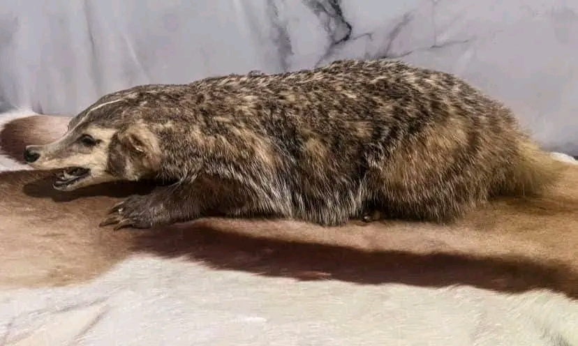 taxidermy - $430 thumbnail 3