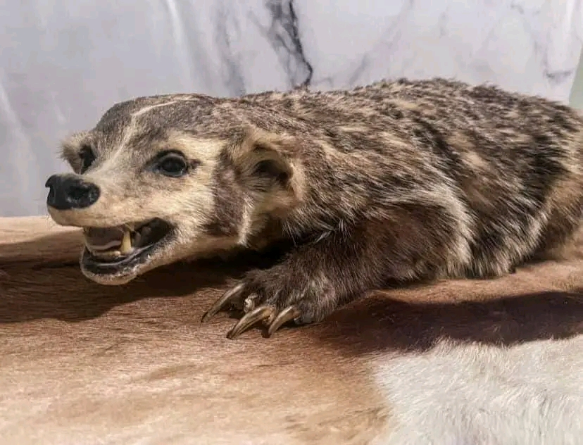 taxidermy - $430 thumbnail 4