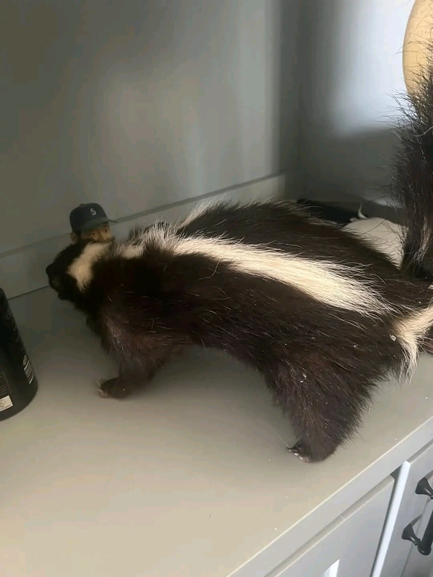 taxidermy - $400 thumbnail 2