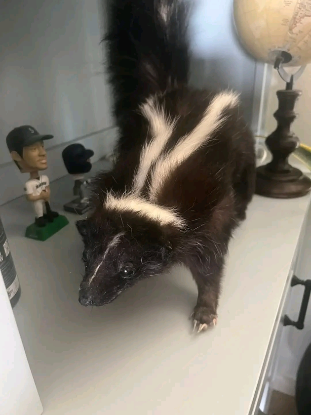 taxidermy - $400 thumbnail 3