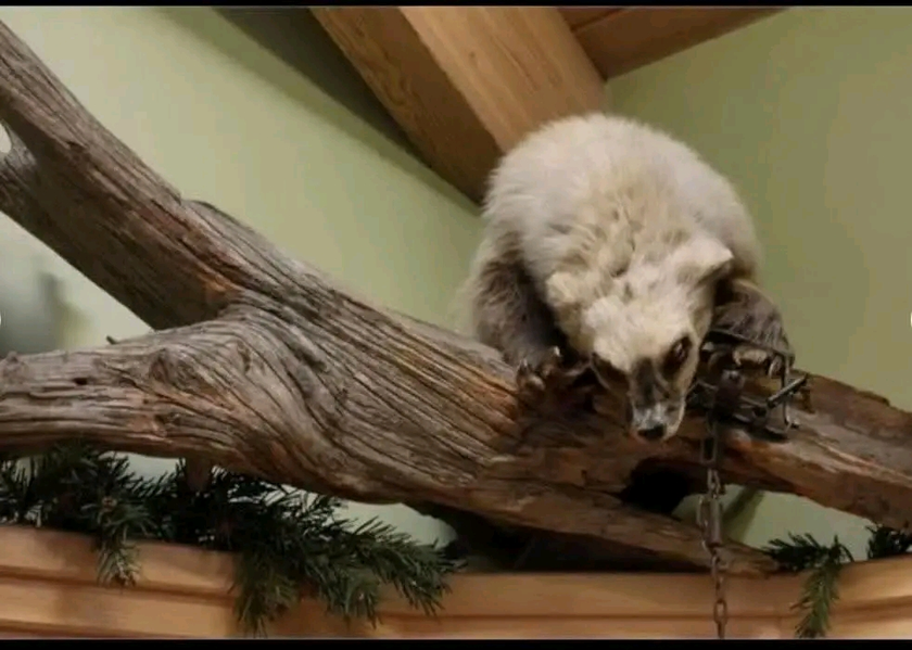 taxidermy - $1,000 thumbnail 2