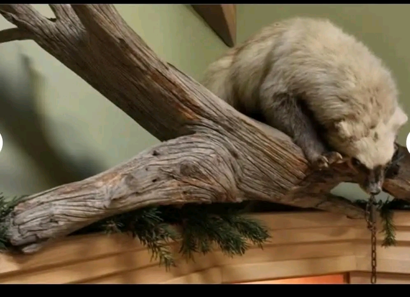 taxidermy - $1,000 thumbnail 3