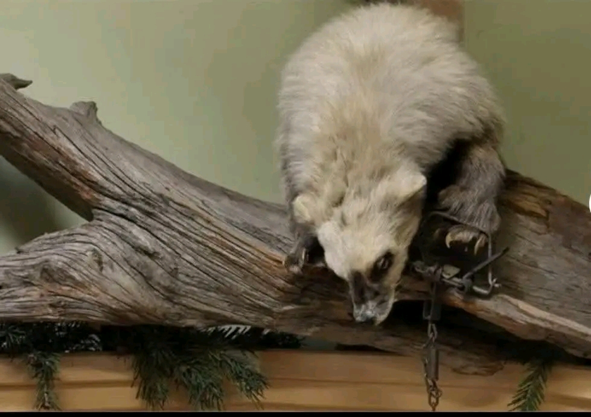 taxidermy - $1,000 thumbnail 4