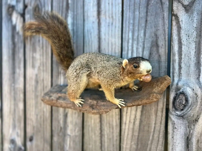 taxidermy - $200 thumbnail 2