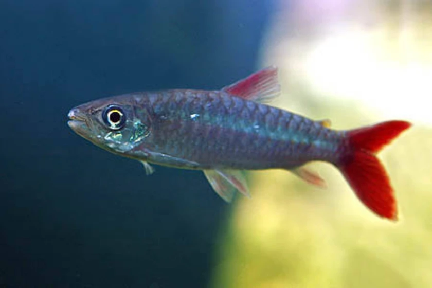 african cichlids for sale thumbnail 2