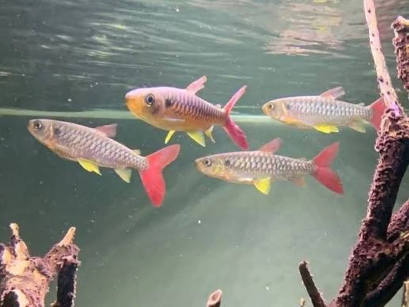 african cichlids for sale thumbnail 3