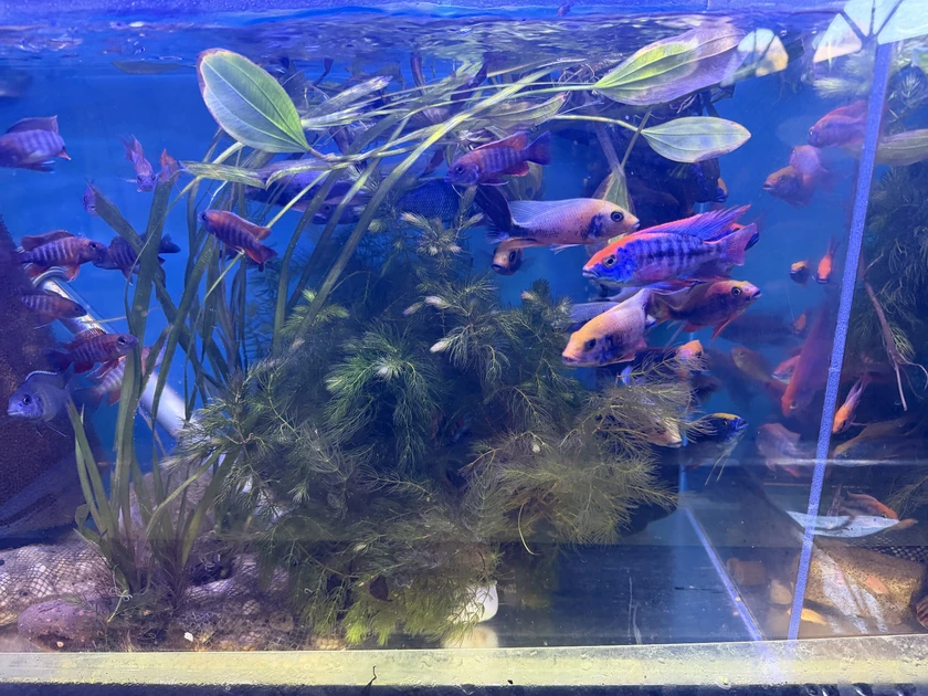 african cichlids for sale thumbnail 4