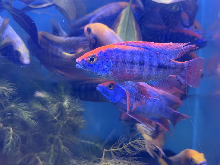 african cichlids for sale thumbnail 5