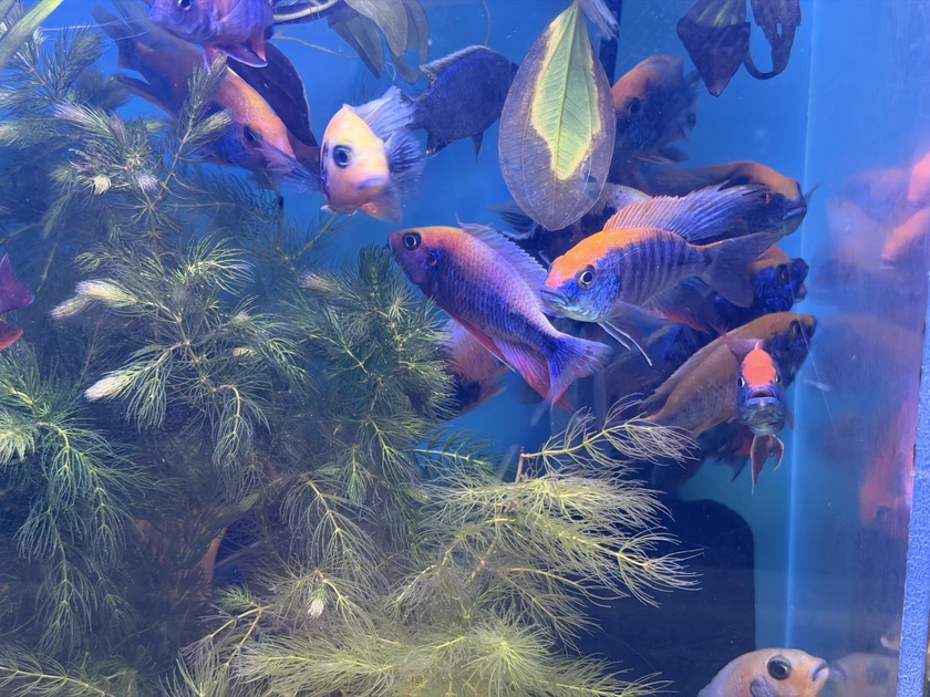 african cichlids for sale thumbnail 6