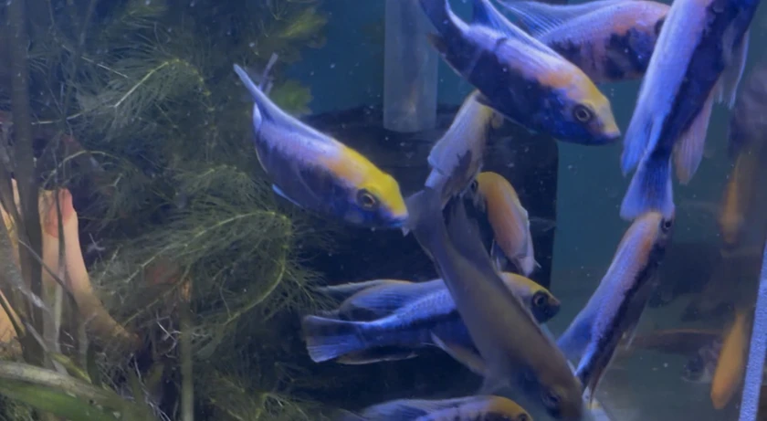 african cichlids for sale thumbnail 8