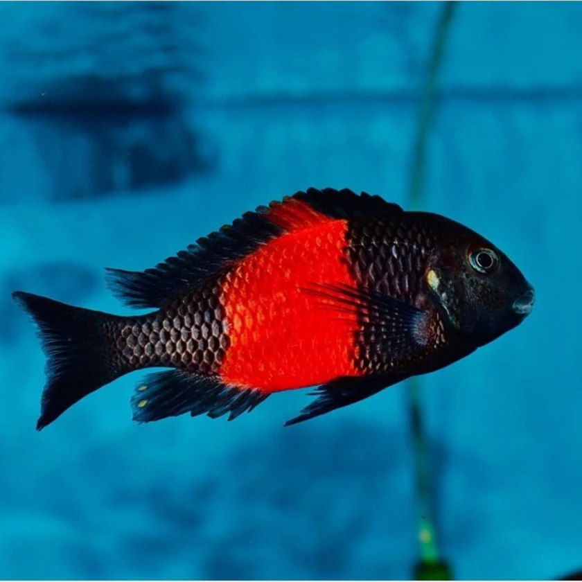 african cichlids for sale thumbnail 9