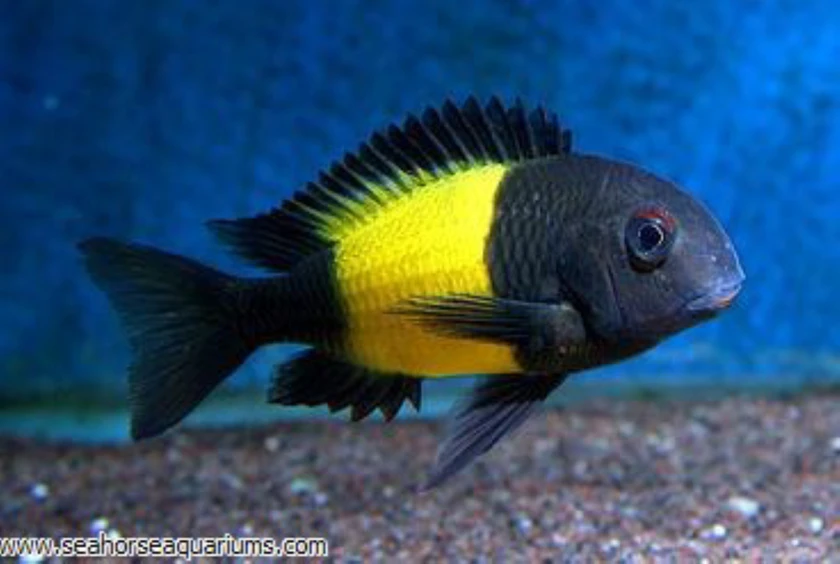 african cichlids for sale thumbnail 10