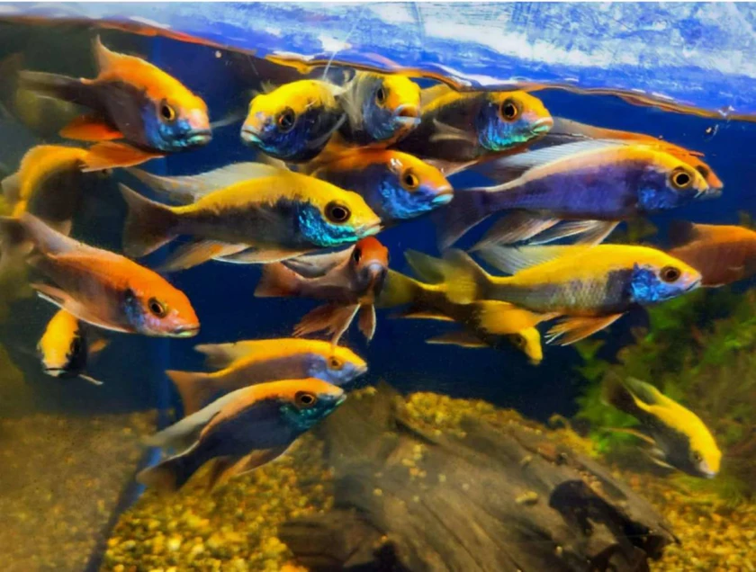 african cichlids for sale thumbnail 11