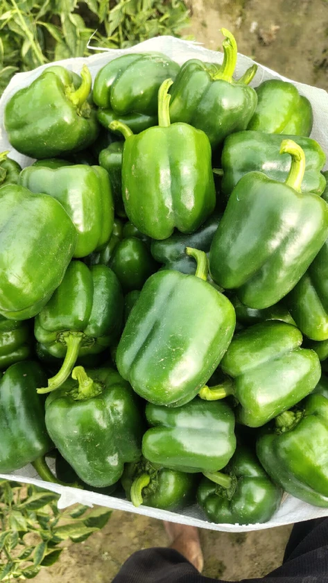 vejitable holselar thumbnail 2