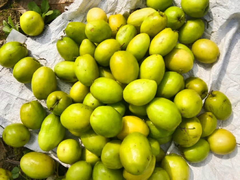 vejitable holselar thumbnail 3