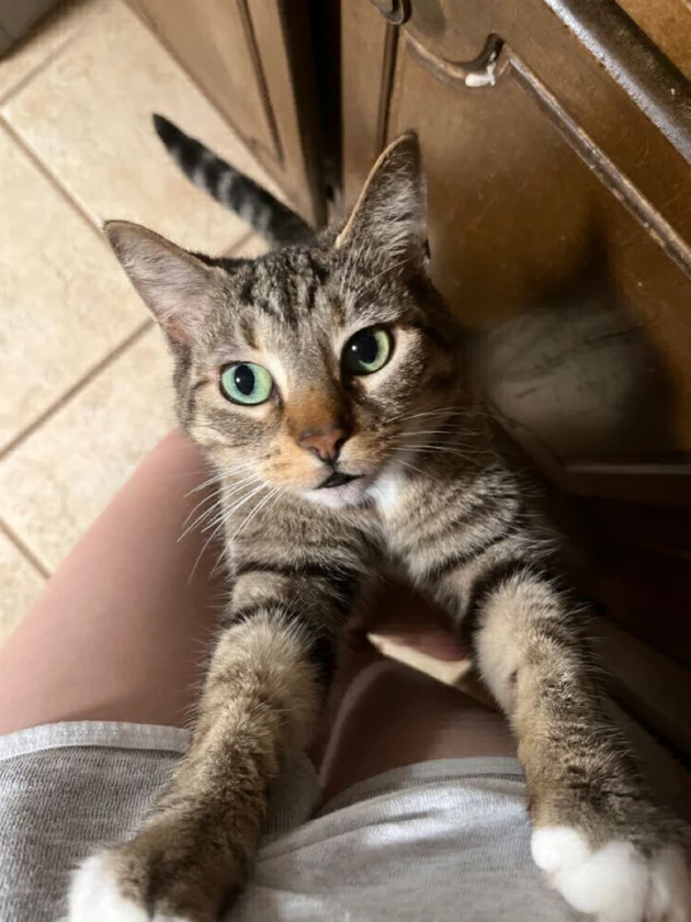 Faxo image post preview