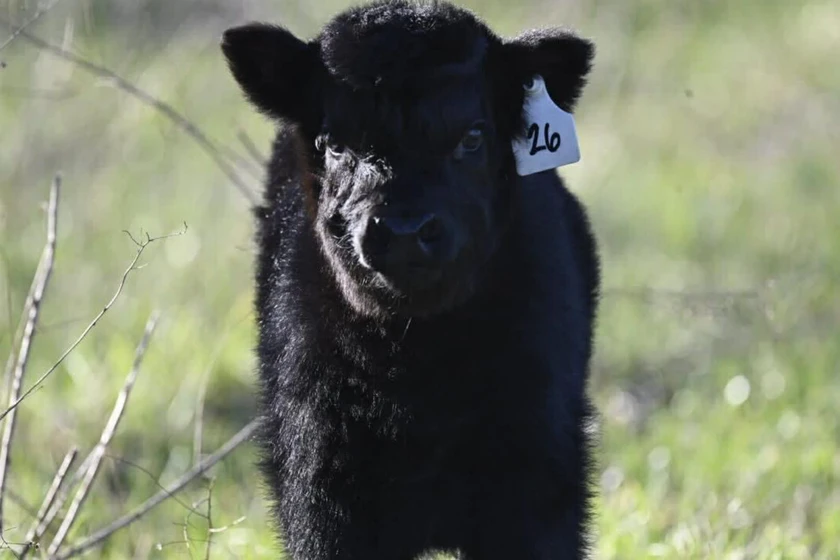 Featured bellairetx content