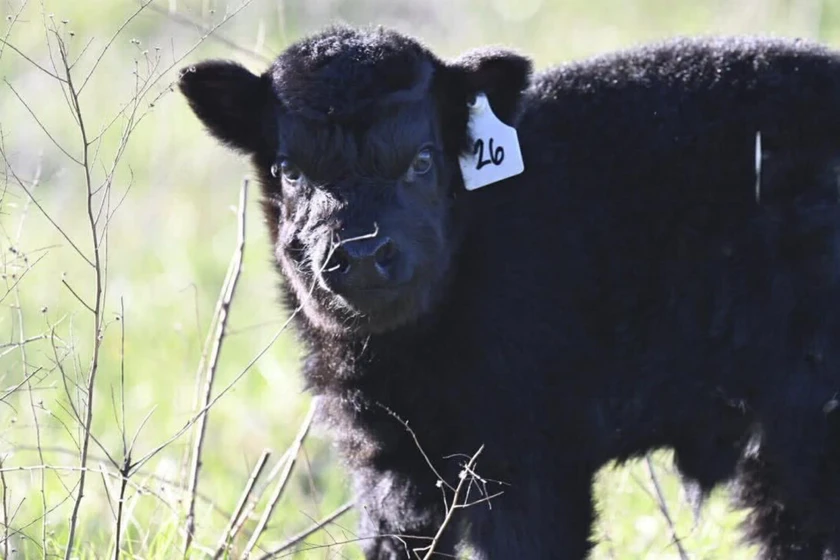 mini calf - $1,000 thumbnail 2