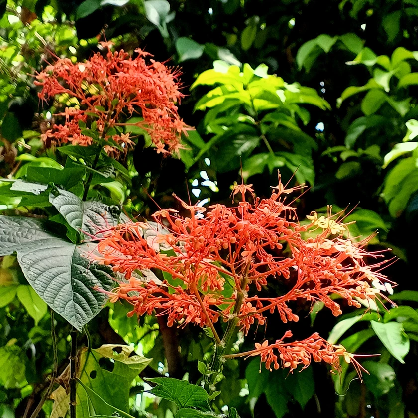 Faxo photo preview