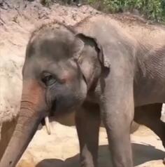 Elephant Eye Rub