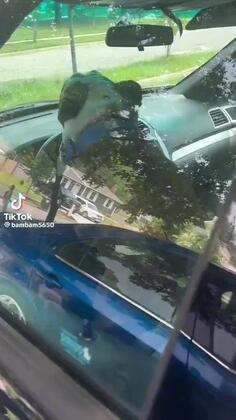 Caught My Dog Making Out In The Car