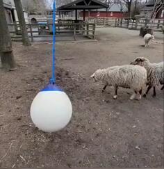 Sheep Go Ball Busting