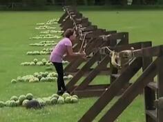 Watermelon In A Slingshot Fail