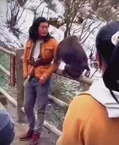 Monkey Starts A Fight