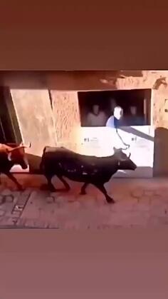 Please Don't Pet The Bulls