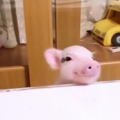 A Smile To Start Your Day