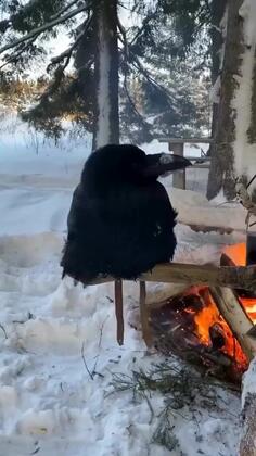 Just Putting A Coat On My Old Crow