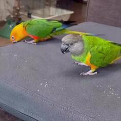 These Birds Have Flipped!