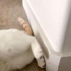 Cat Plays Catch