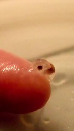 Baby Octopus