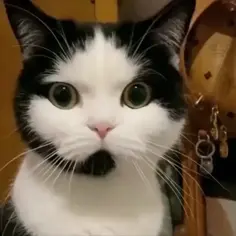 Call Center Cat