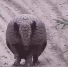 Armadillo Armor Ball