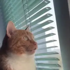 Feline Focus