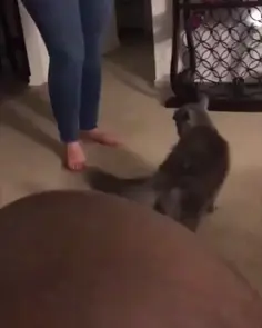 I Perform Magic On My Cat!