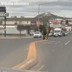 Elephant Escapes From Circus Roams Streets