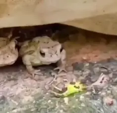 Taste Testing Frogs