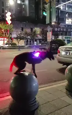 Super Dog!