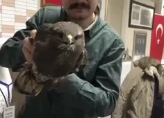 Hawk Has Built In Head Stabilizers
