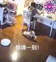 Roomba Dogs vs Cats