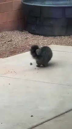 Mouse Outfoxes Cat