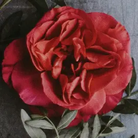 Tatiana Petrov profile image