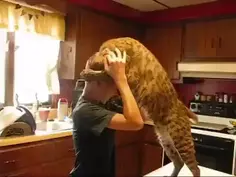Bobcat Love